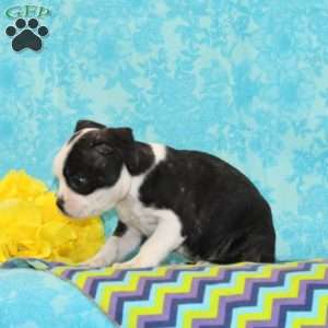 Kiesha, Boston Terrier Puppy